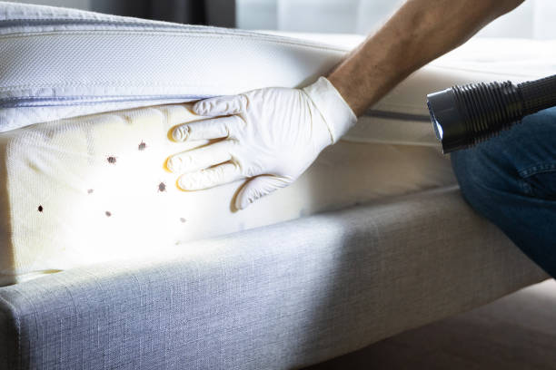 Flea Control Services in Loma Linda, CA